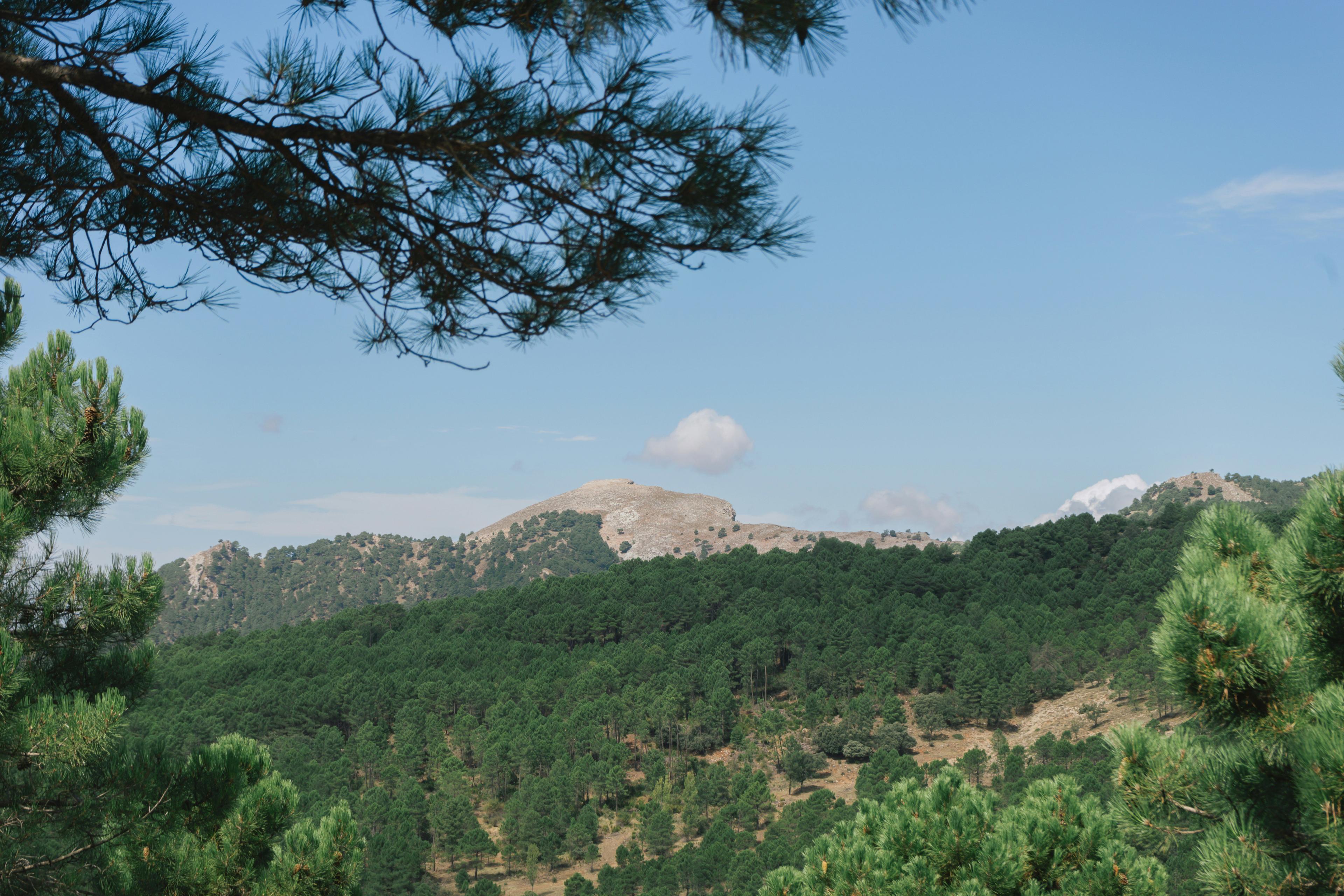Caza en Burgos: Reservas Naturales del Norte con Caza Controlada de Corzo, Jabalí y Especies de Bosque Atlántico