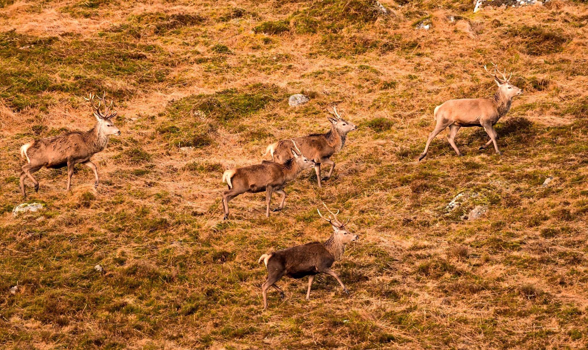 A wander up into the hills in search of Red stags .