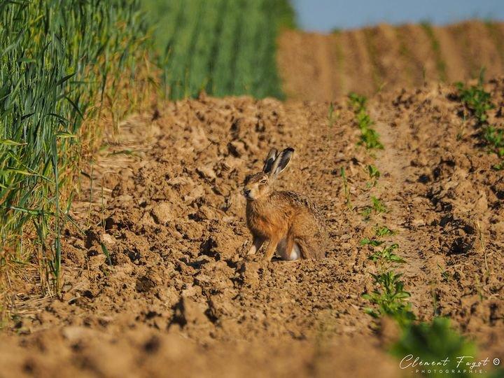Petite balade dans les champs il y a quelques semaines,  j'ai croisé ce lièvre qui se reposait le long du blé !