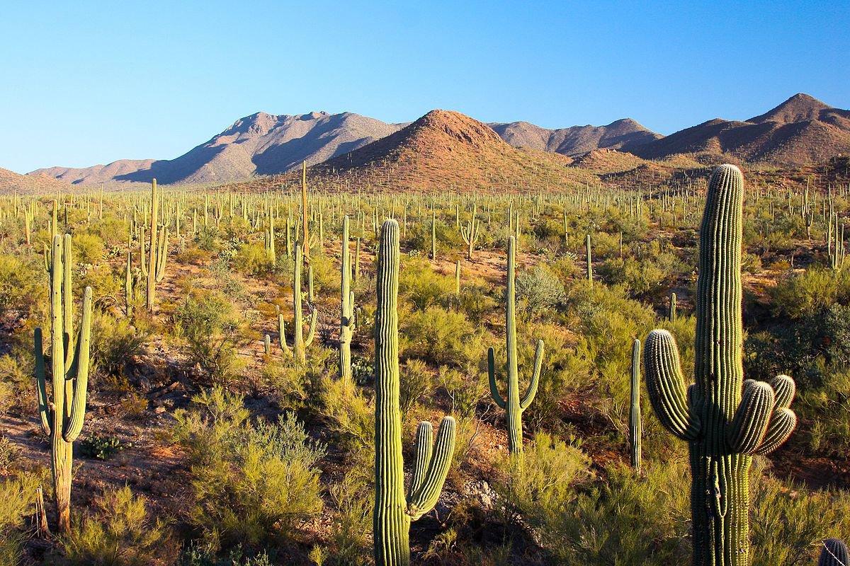 La caza en Tlaxcala, México: Una guía esencial para cazadores, con información sobre especies, temporadas, regulaciones y consejos prácticos para disfrutar de una aventura cinegética única 