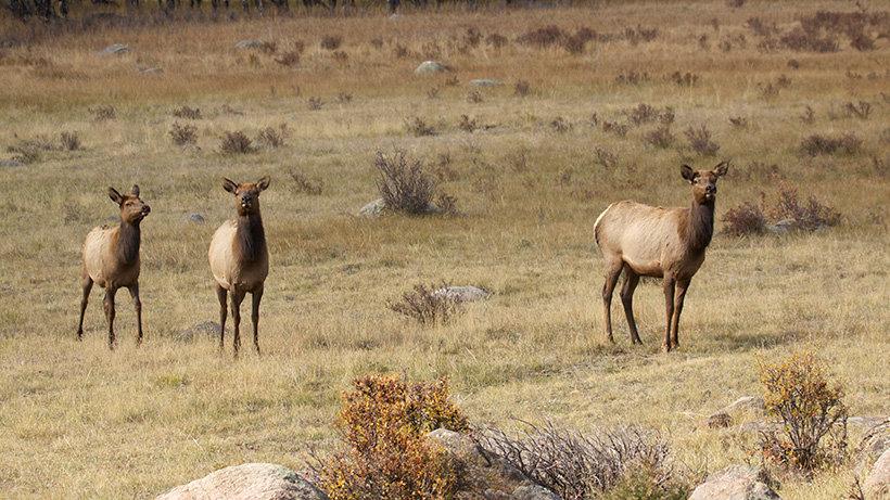 Utah cites hunters for killing wrong animals