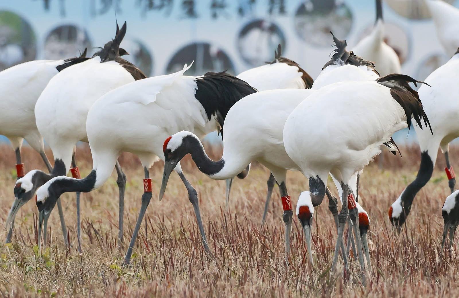 The Jiangsu #Yancheng Wetland and Rare Birds National Nature Reserve in Yancheng, Jiangsu Province has become a winter haven for wildlife.