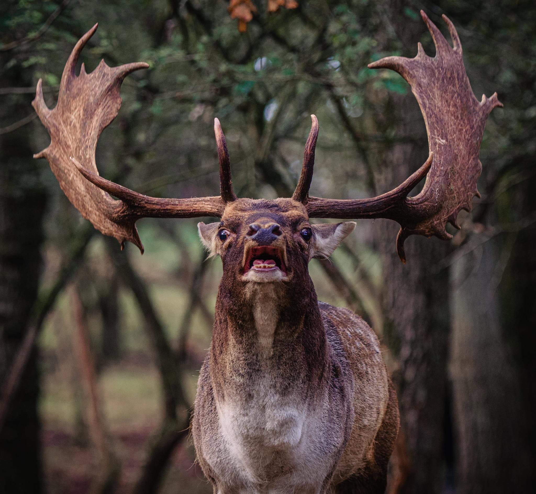 The October 2024 fallow deer rut in the stunning dunes of the Netherlands is an unforgettable spectacle of nature.