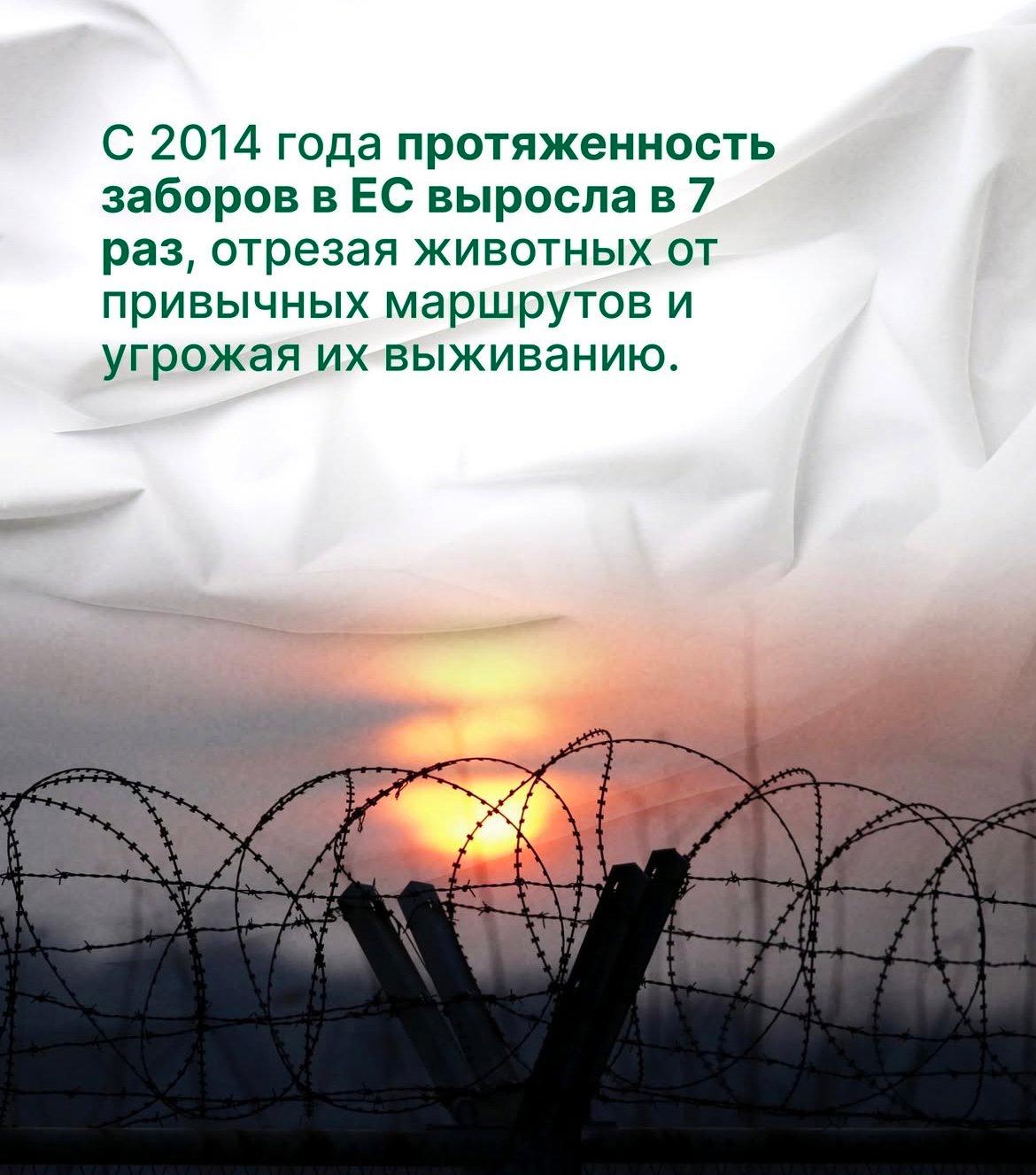 В последнее время в Европе активно возводятся разделительные заграждения, но цена таких барьеров - благополучие природы.