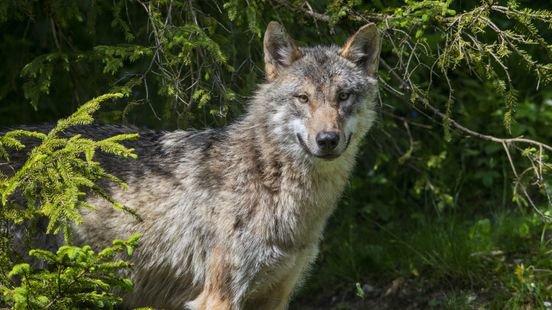 1ste wolf geschoten in Oostenrijk