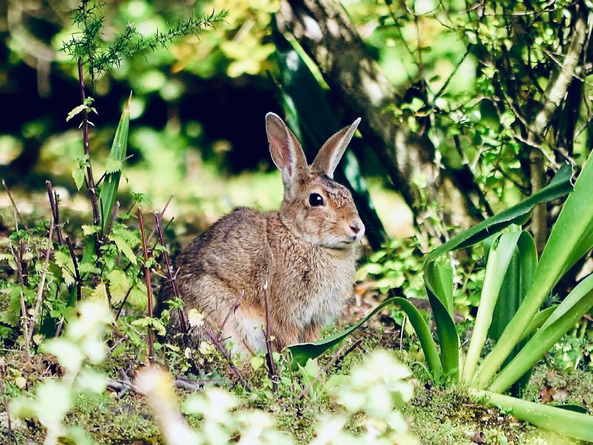 КРОЛИК ДИКИЙ: описание, охота на дикого кролика, повадки, методы, трофеи и правила, фото.