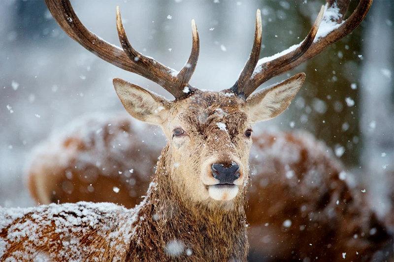 Deer, or deer, or deer, is a family of artiodactyl mammals containing 51 modern species.