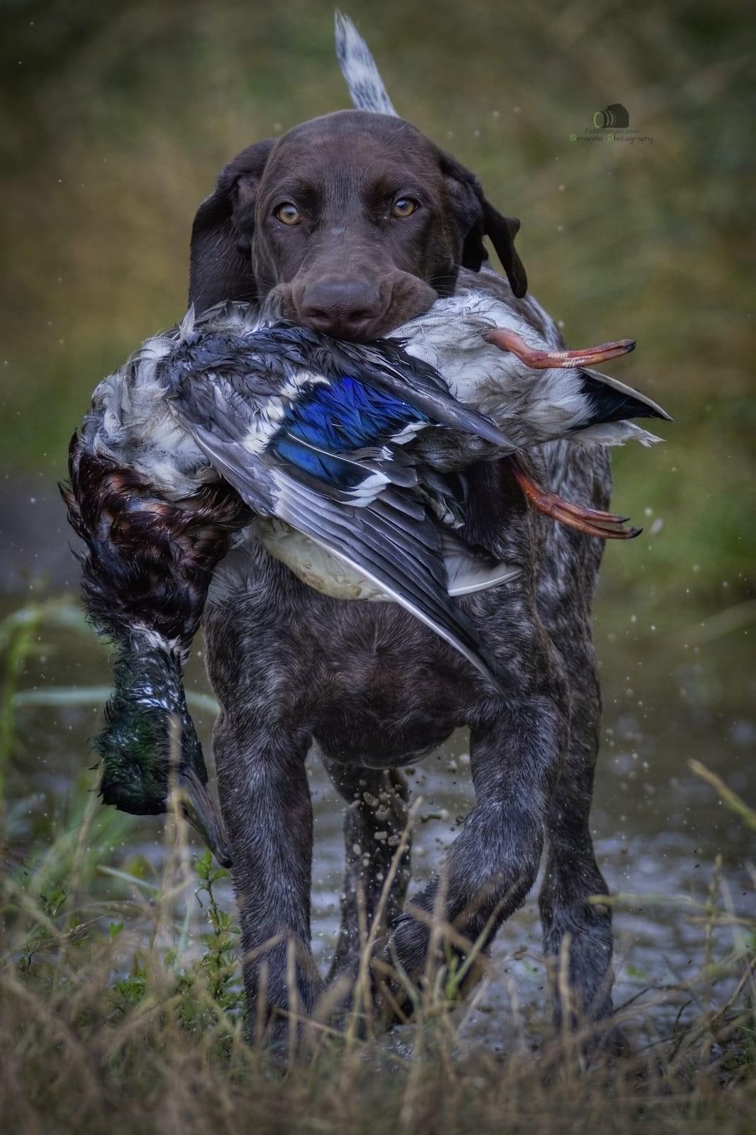 A little German who has a hunting desire to learn.