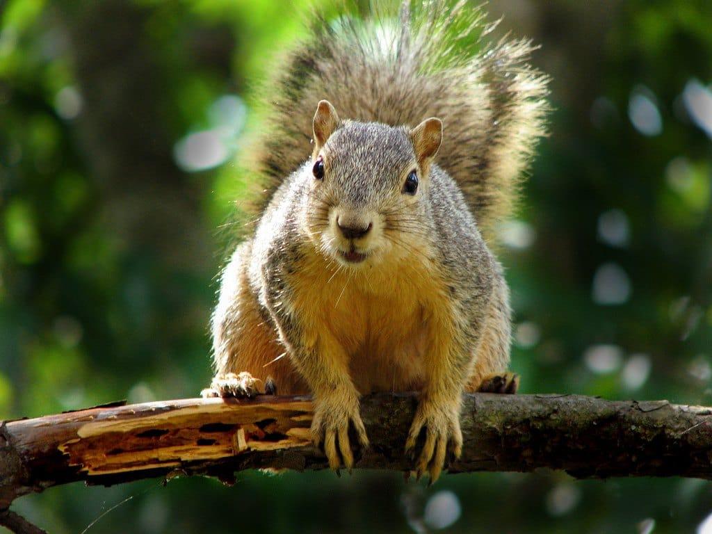 How Do You Start Squirrel Hunting?