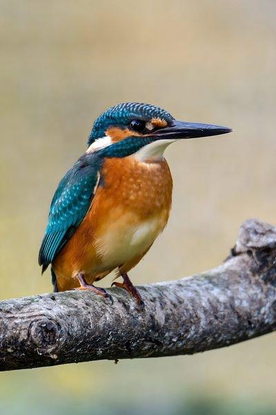 Plus de la séance photo du martin-pêcheur posant :)