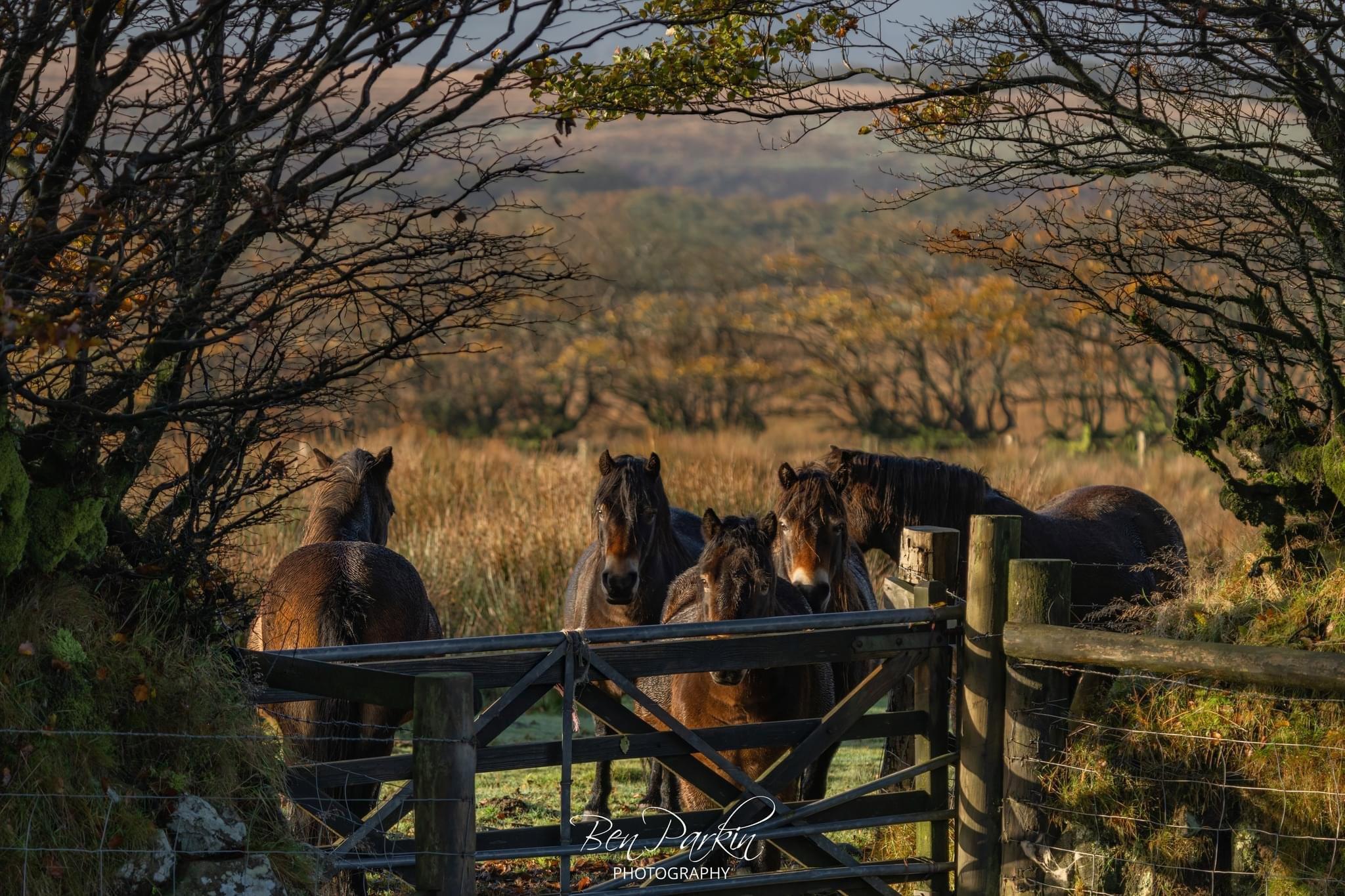 Stags, Ponies, Raptors – what an amazing day we’ve had!