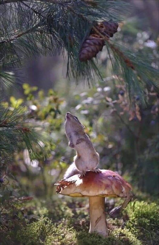 Once upon a time in the forest.