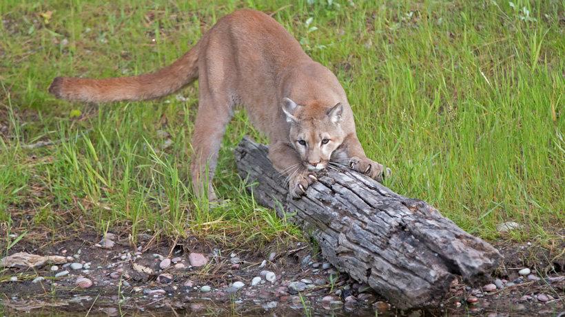 New initiative targets Colorado mountain lion hunting