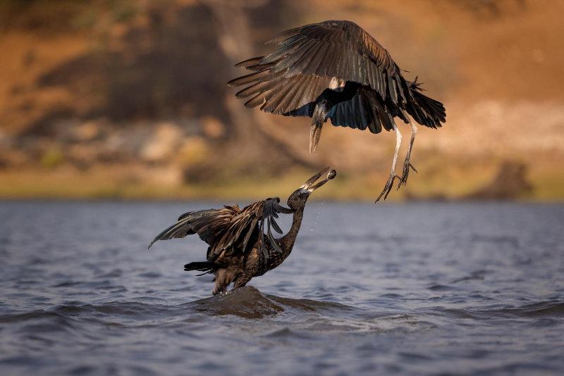 'The Thief' Image by Gunter Schubert.