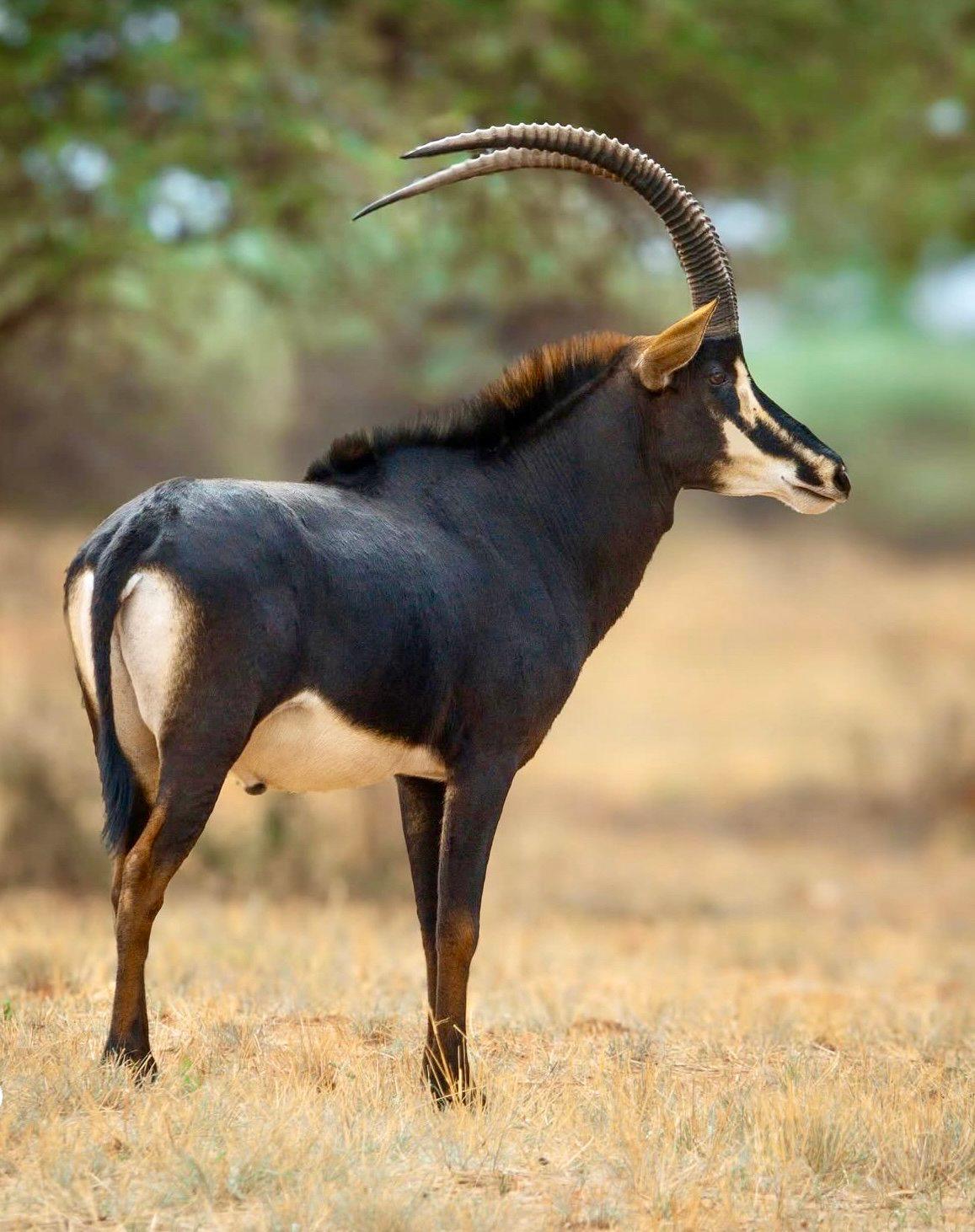 Sable Antelope Hunting in Africa: A Hunter's Comprehensive Guide