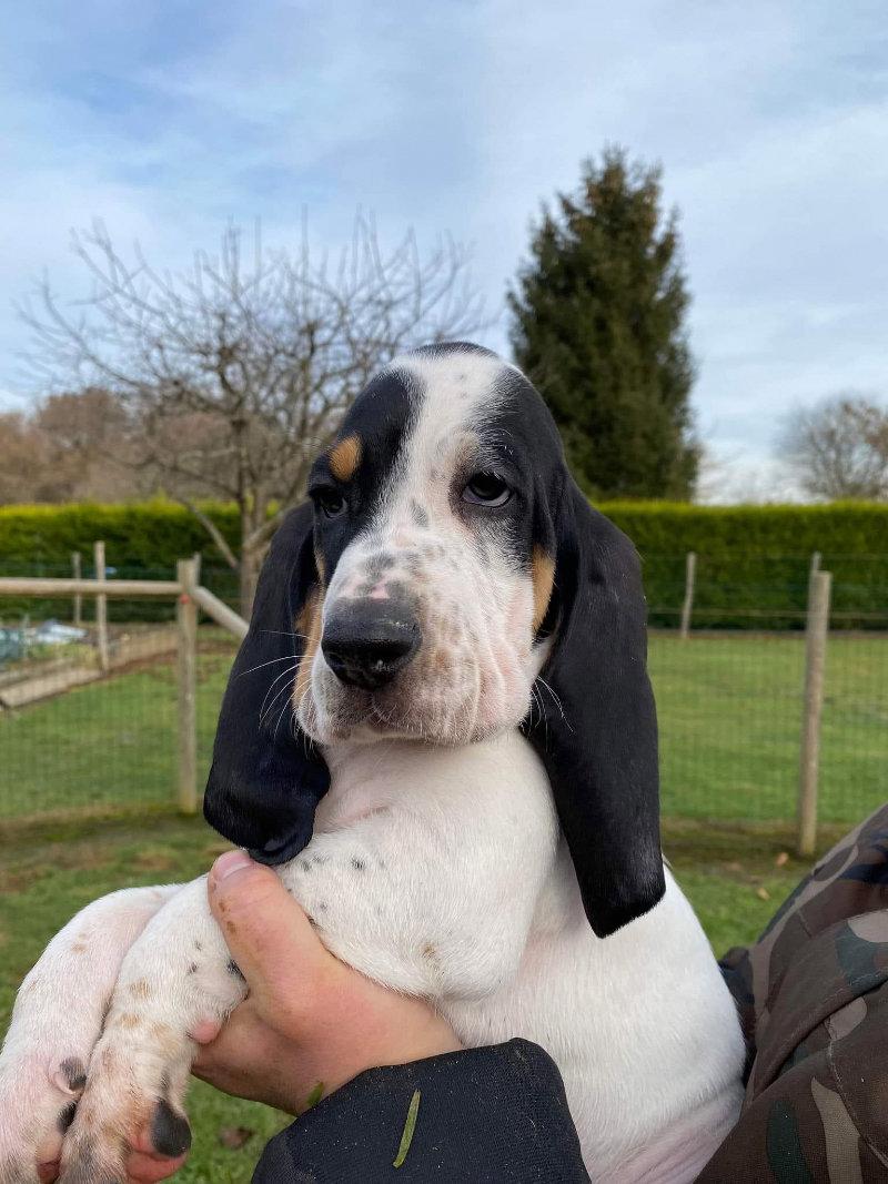 A vendre 2 chiots mâles Dossier: LOF-2022041499-2022-1 TÉNOR :