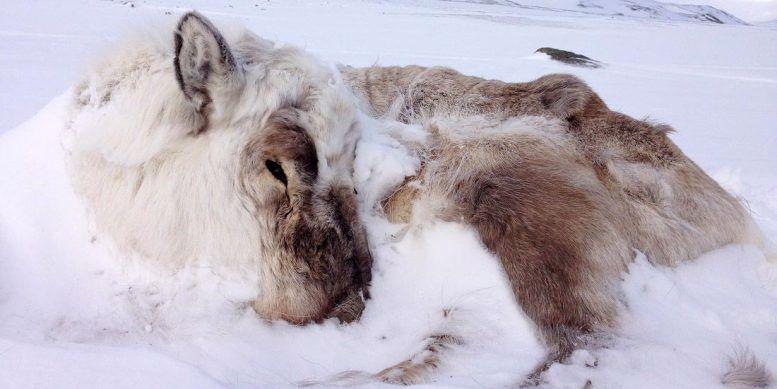 Hunting Can Be Good for Wildlife Populations – If Managed Correctly.
