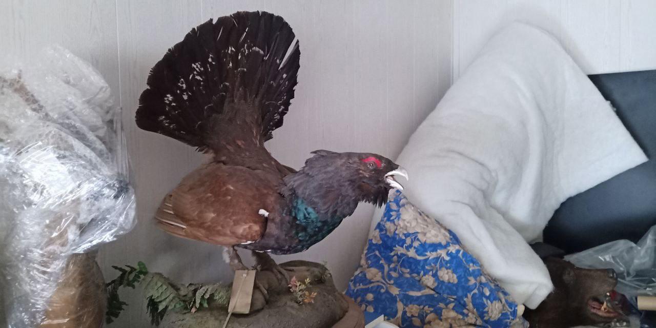 🛠Dmitry Popov visited his old taxidermist friend