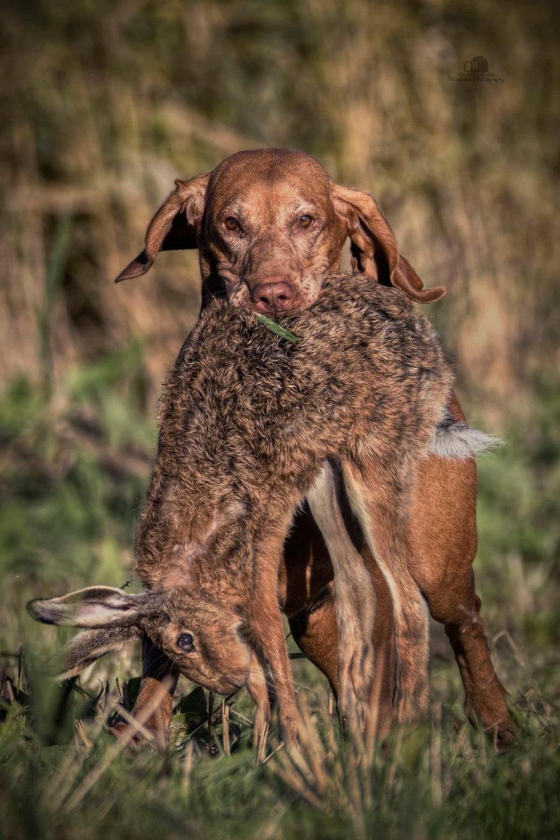 🐰🐕‍🦺🦆A rusty world in a rusty sun.😁🐾☀️