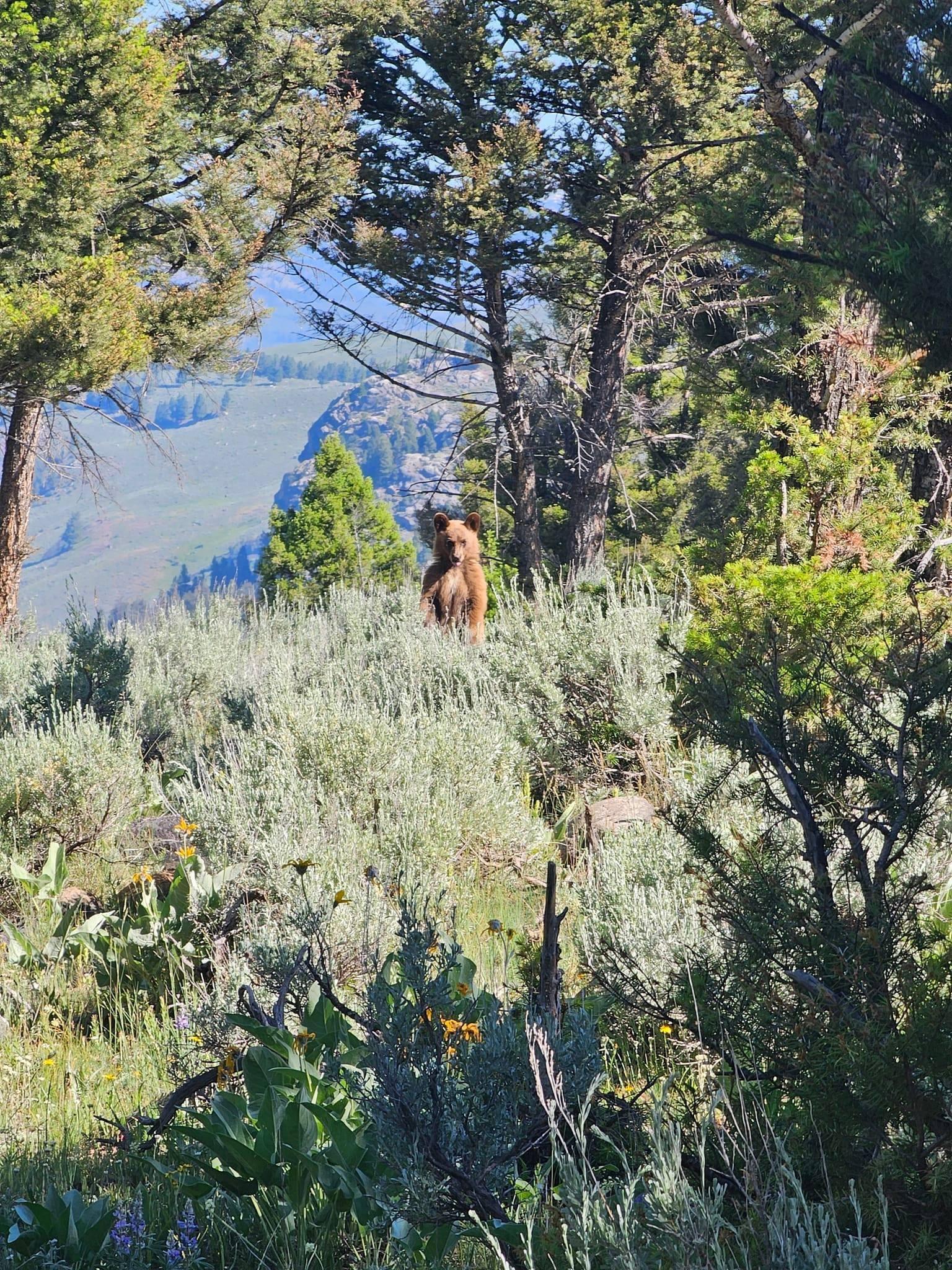 Heading down the mountain on our hike today in Yellowstone.