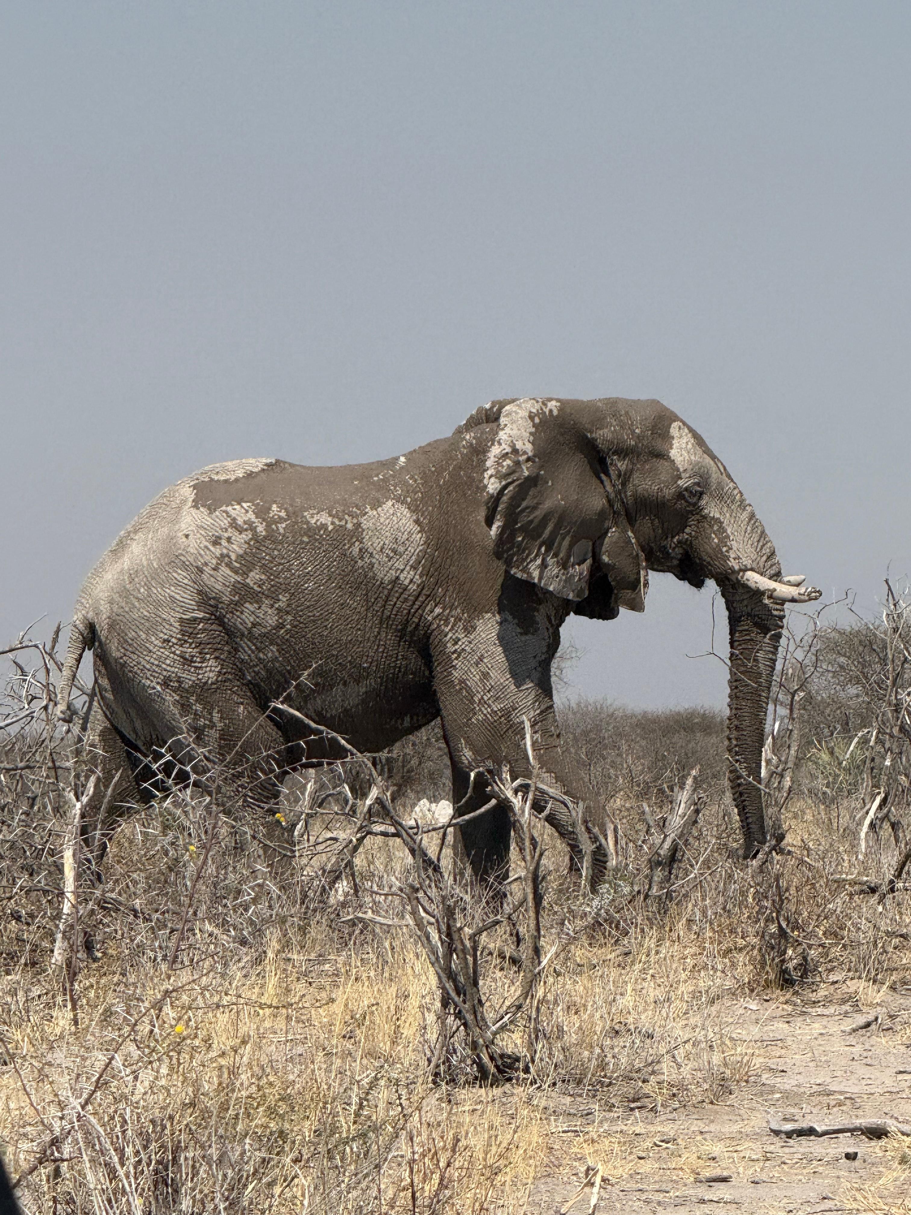 Botswana 2025