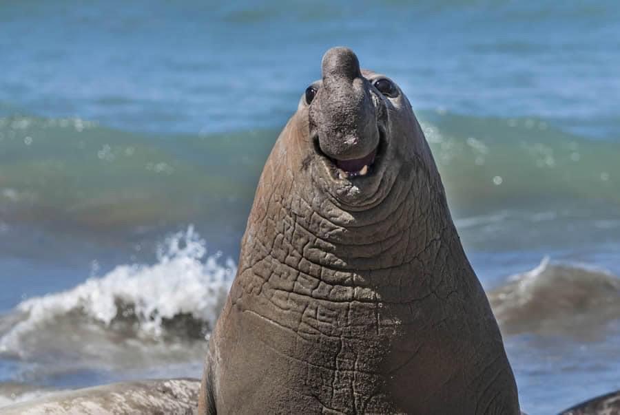 ❤️ Sharing the hilarious wildlife photos from the Comedy Wildlife Photo Awards 2024 finalists!