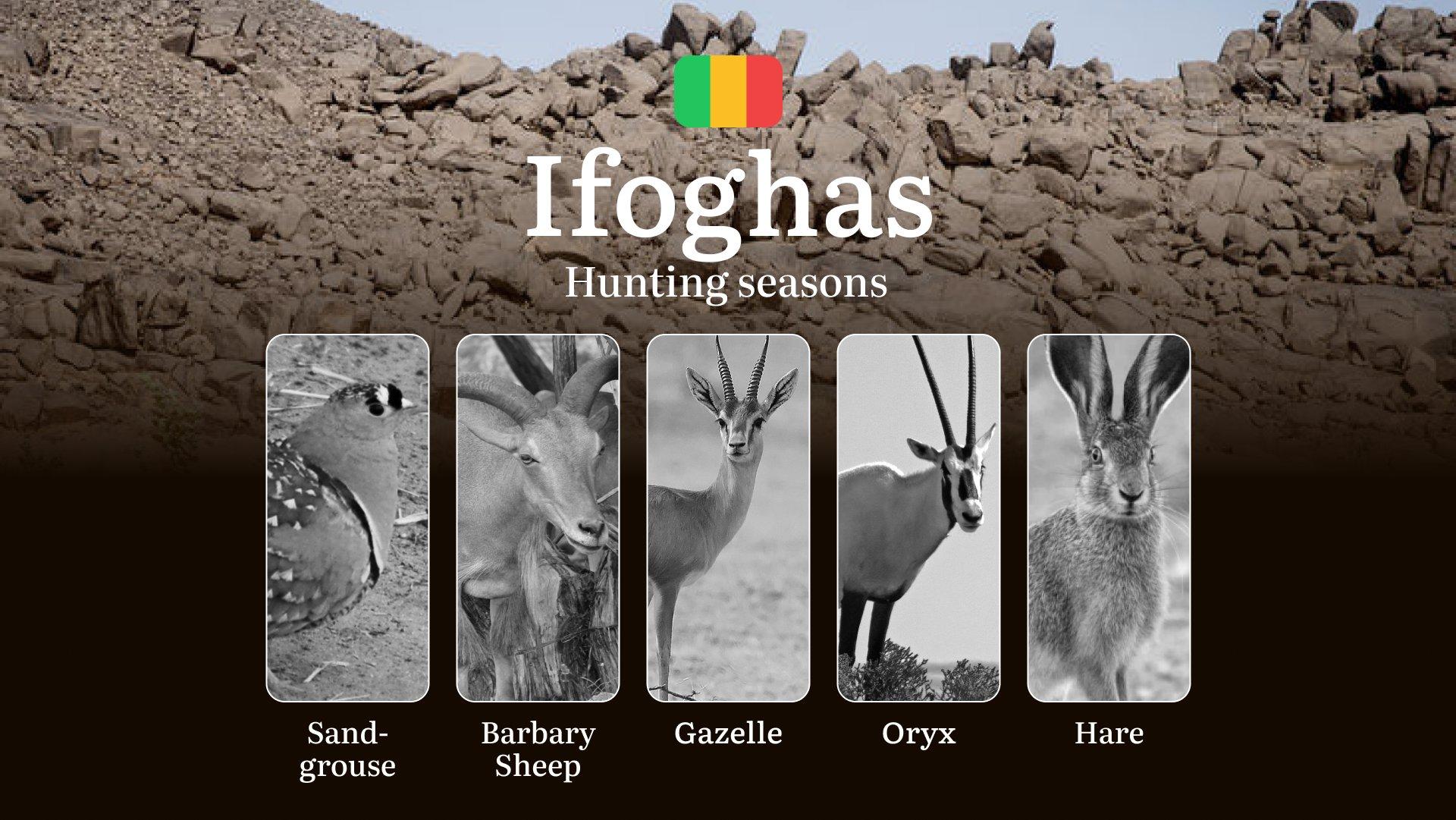 Hunting Seasons in Ifoghas: Regional Regulations, Obtaining a Hunting License in the Region, Penalties for Violating Hunting Periods, Tips for Timing, Gear, and Hunting Strategies