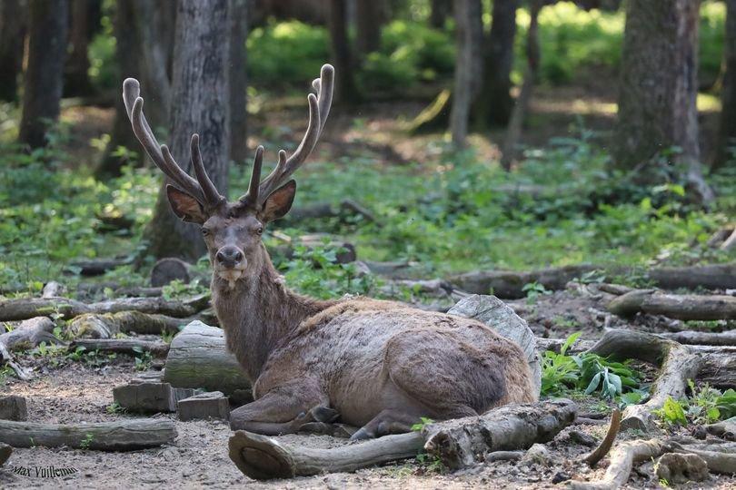 🦌En accord avec le merveilleux Cerf élaphe pour une petite séance photo à l'orée des bois🍀👑🦌