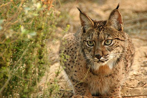 The Eurasian lynx (Lynx lynx) is a medium-sized wild cat widely distributed from Northern, Central and Eastern Europe to Central Asia and Siberia, the Tibetan Plateau and the Himalayas.