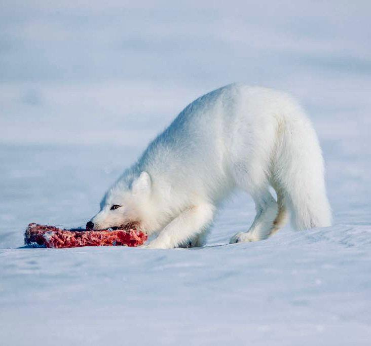 ПЕСЕЦ: описание и фото, охота на полярную лисицу в России — где обитает, повадки, методы, трофеи и правила