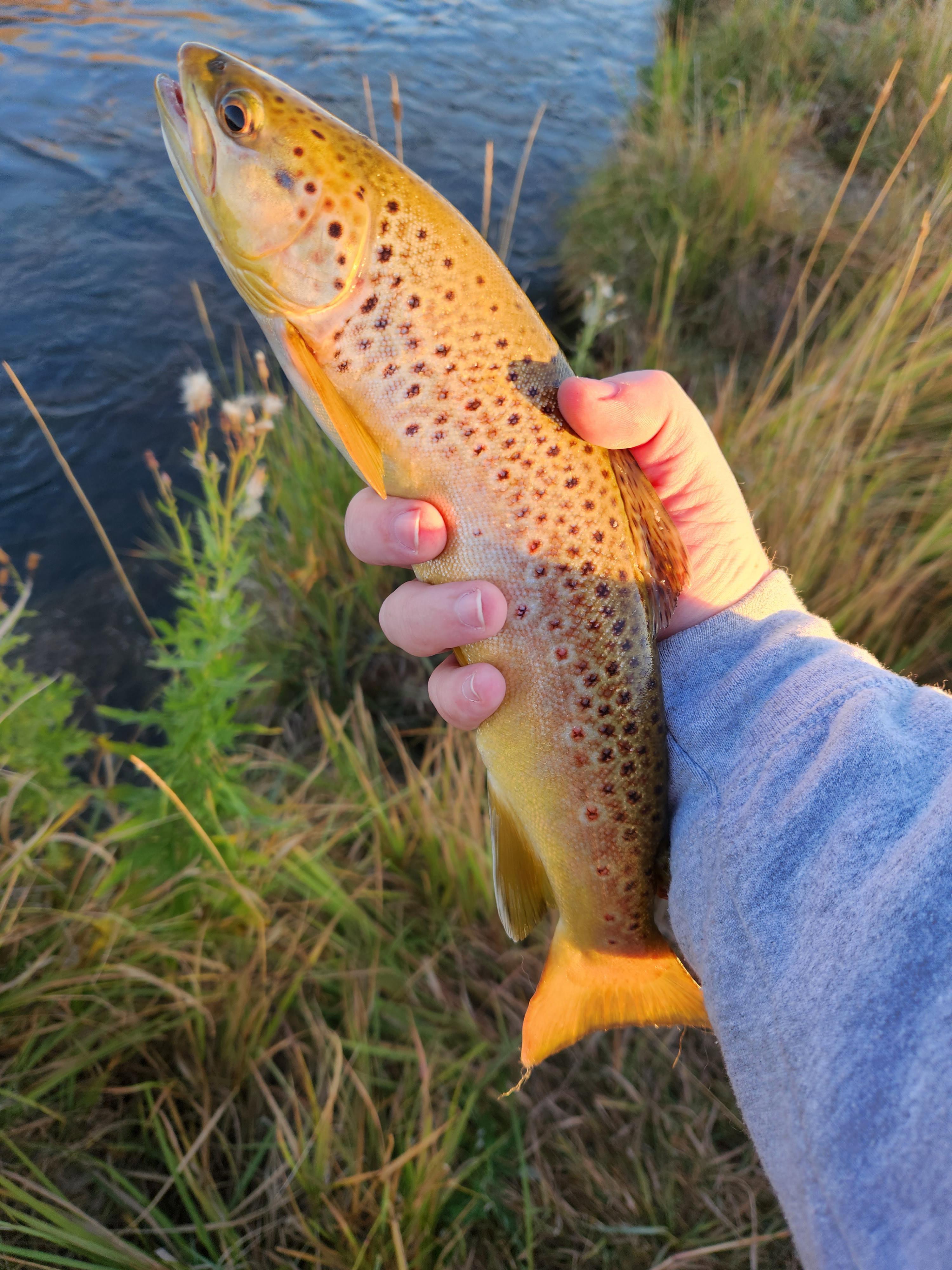 Caught this Beauty this morning!!