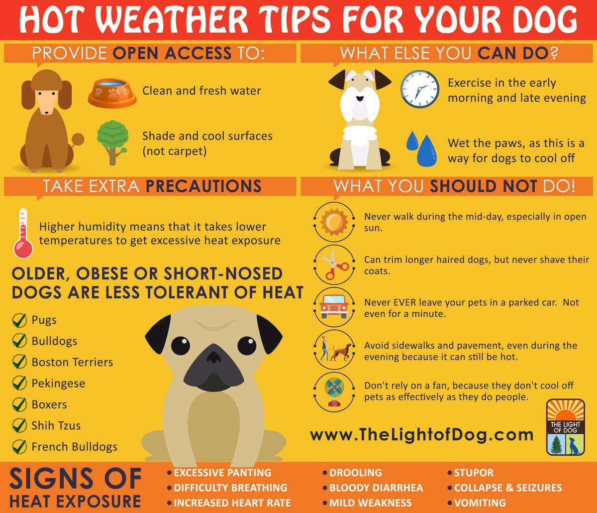 The best ways to keep your pets cool this summer