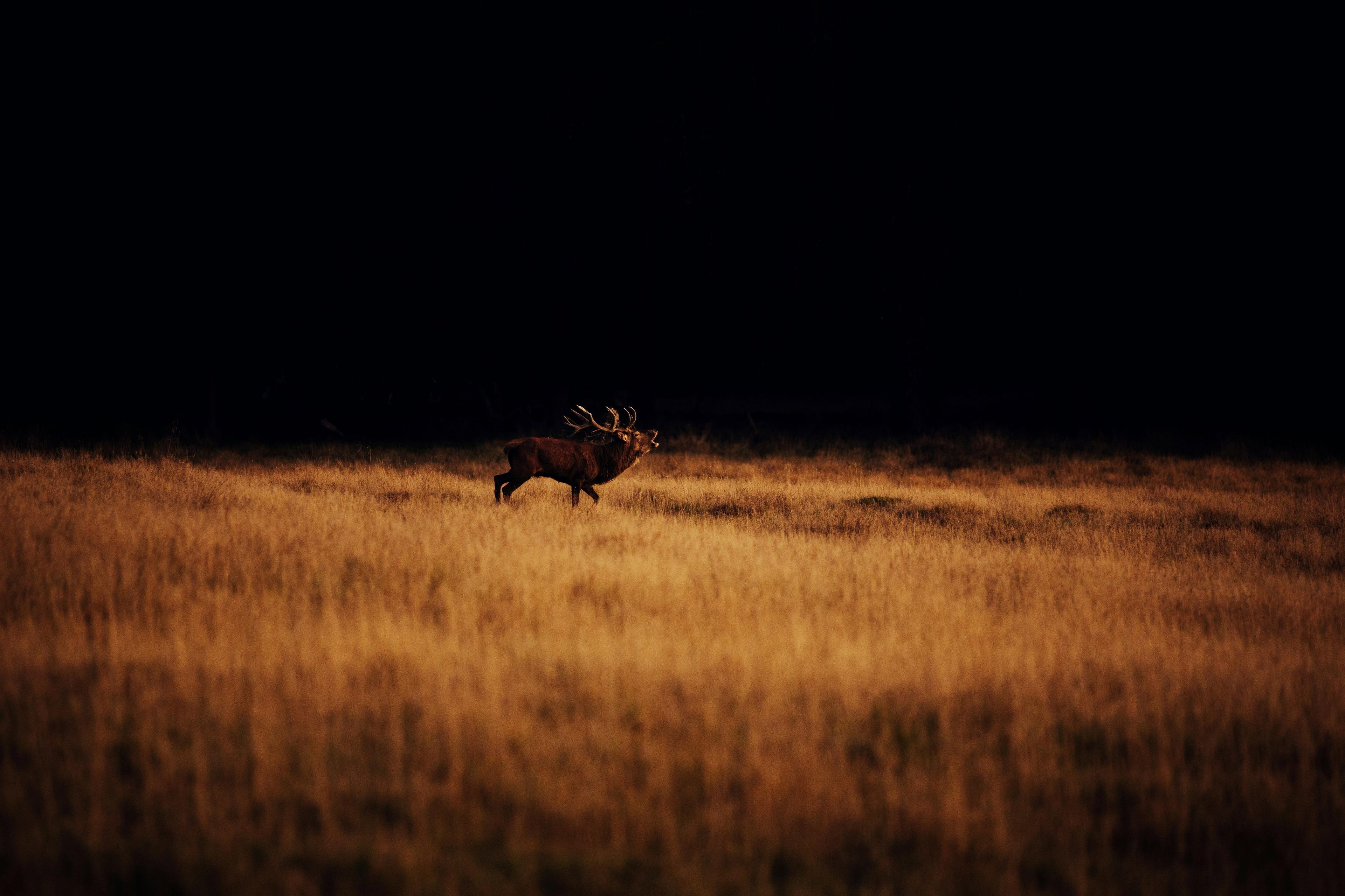 Hunting in Norfolk, England: geography, types of hunting and hunting animals, hunting seasons and legislation in the region