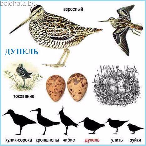 Как отличить дупеля от бекаса