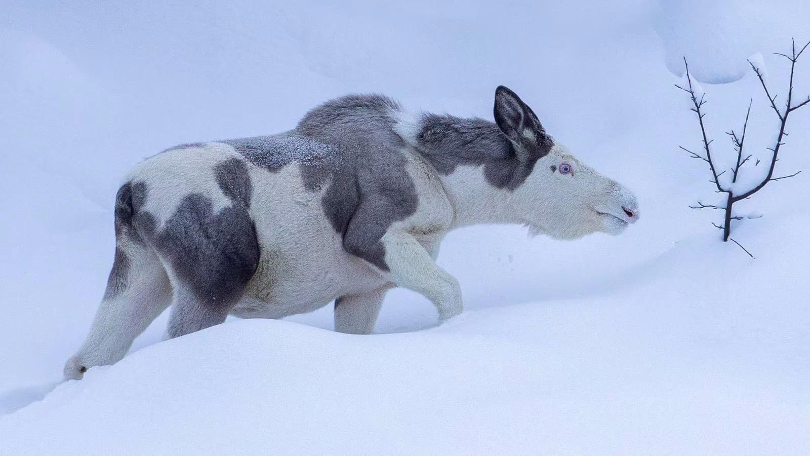 "Norway - 'King of the Forest' is Causing a Stir"