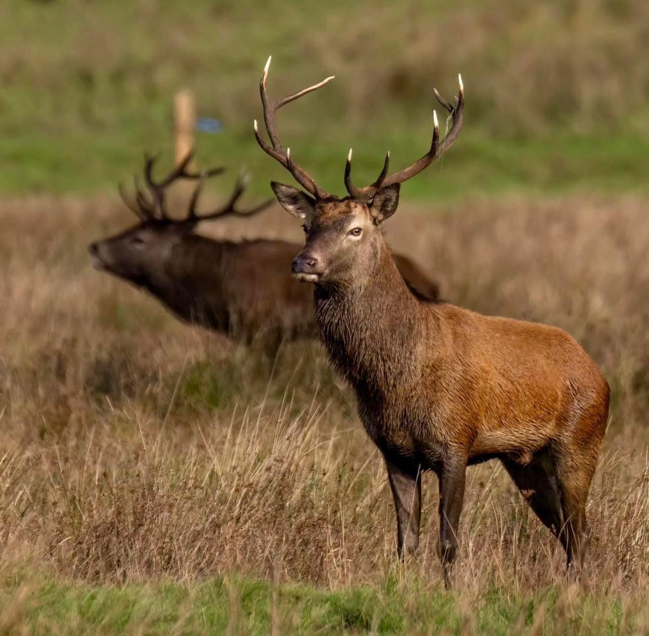A pair of native Irish Red stags in Killarney National Park during rut 2023.