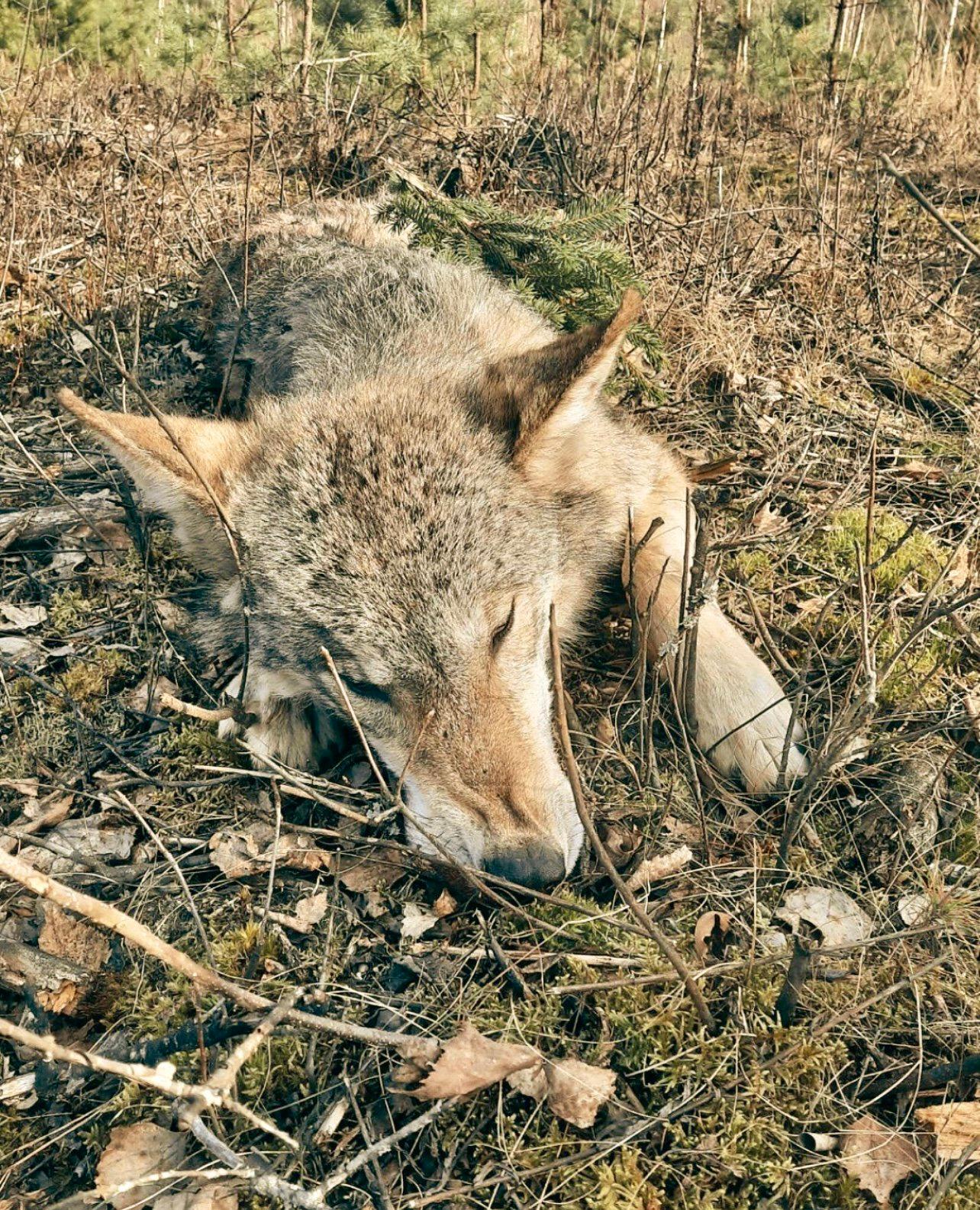 ВОЛК: описание, охота на волка, методы, сроки, трофей — как, где и когда охотиться на серого хищника.