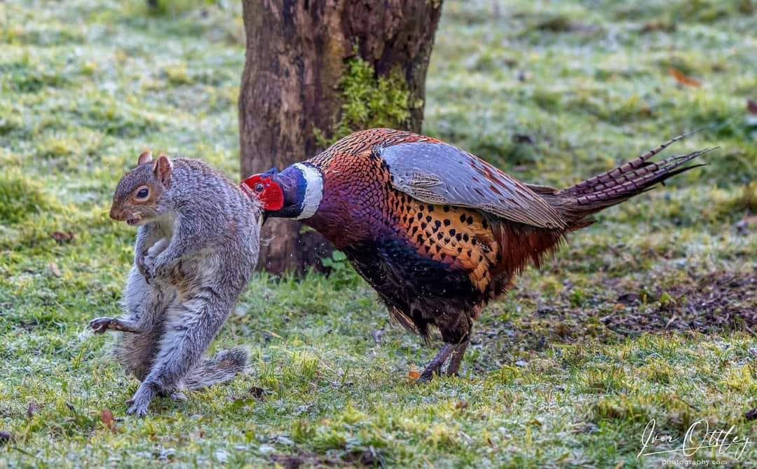 Pheasant vs Squirrel