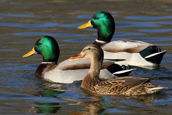 Raca mlakarica je ptica iz družine rac iz reda Anseriformes.