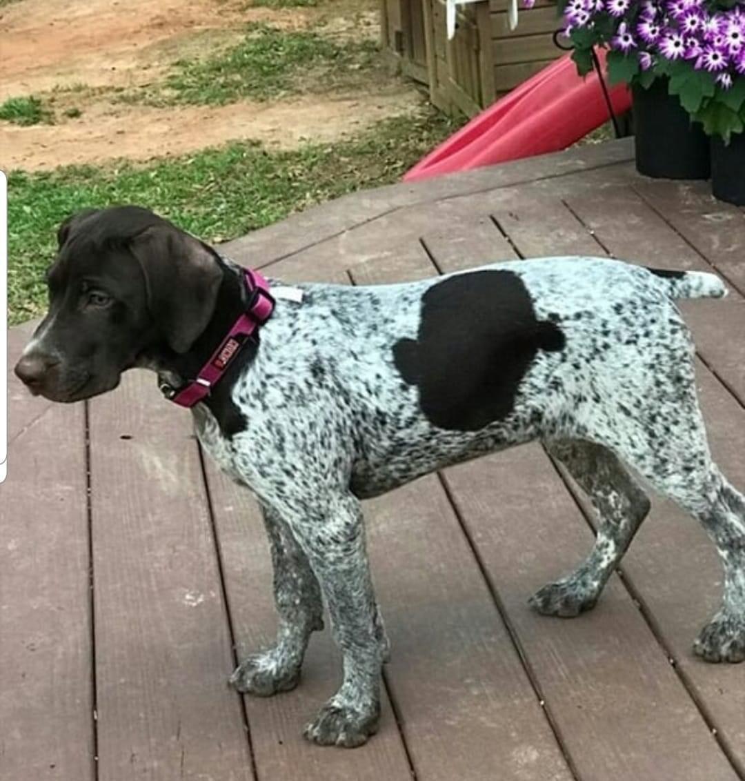 German pointers full blooded male and female just this 2 get any of them now no time 