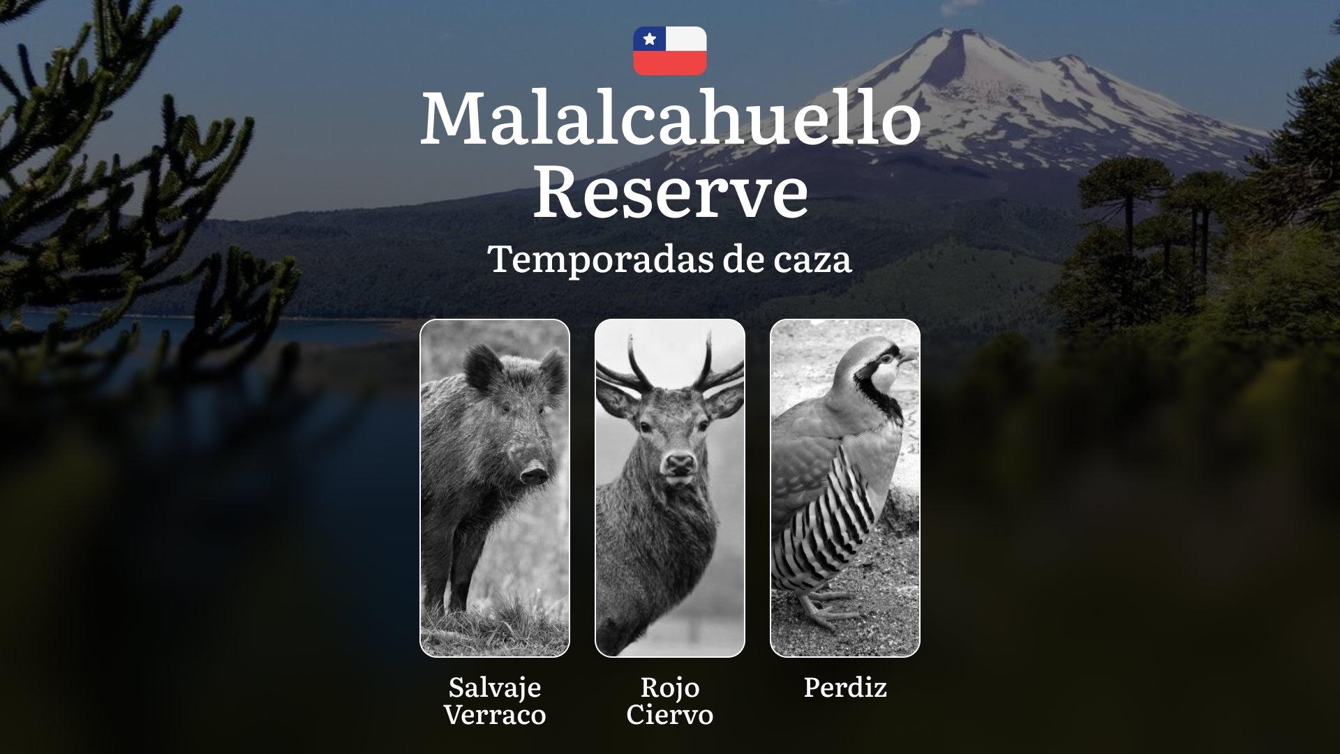 Temporadas de caza en la Reserva Nacional Malalcahuello, Chile: permisos y normas, restricciones, limitaciones y especies protegidas, consejos prácticos