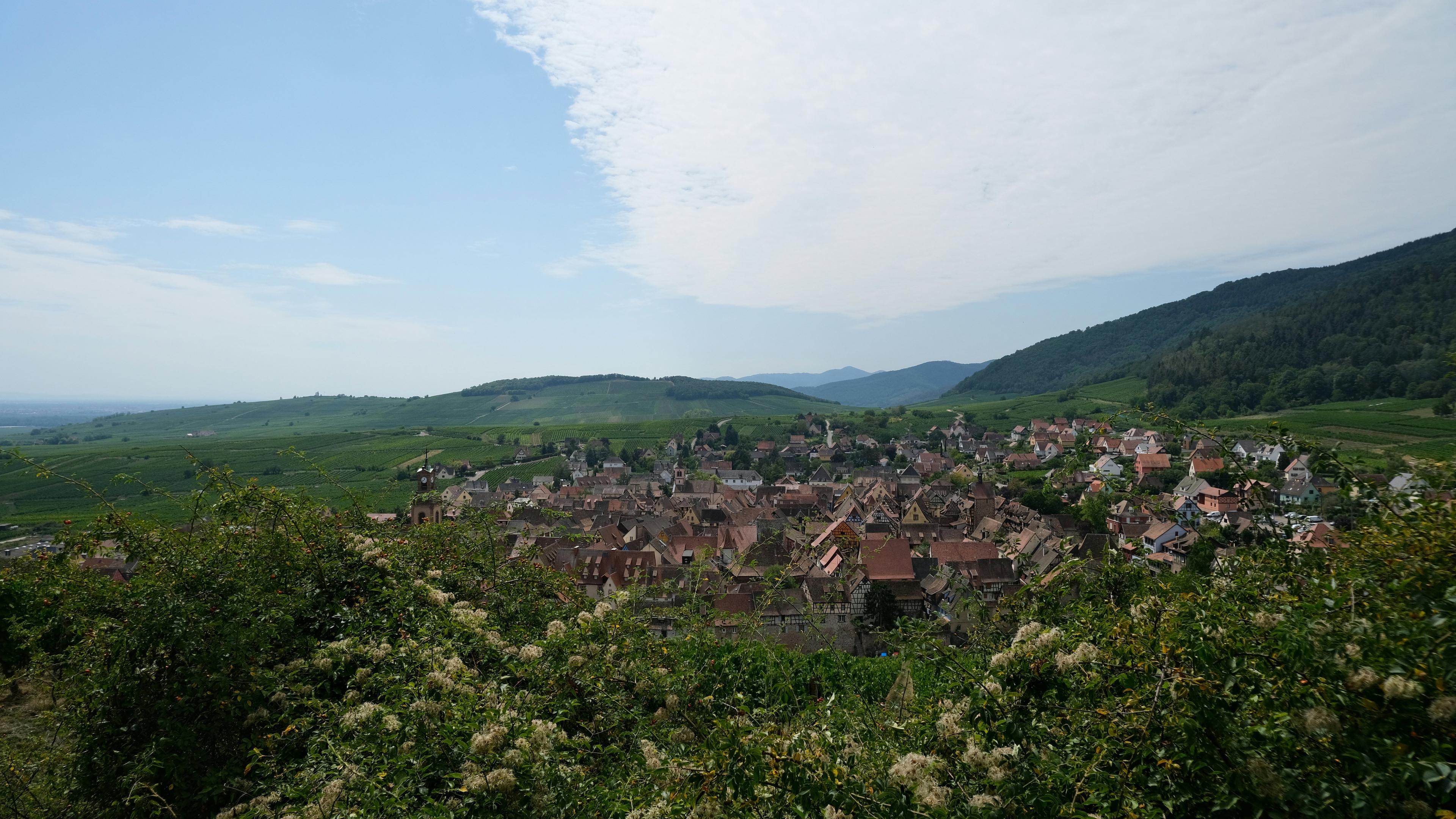 Tout sur la Chasse en LIMOUSIN: Espèces présentes, saisons de chasse, clubs de chasse et traditions ancestrales