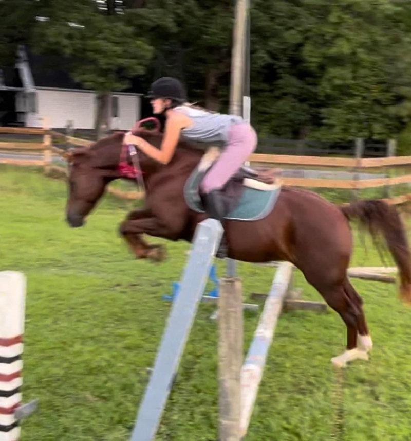 out of all of the tricks i’ve taught my horses, bridleless has got to be my favorite.
