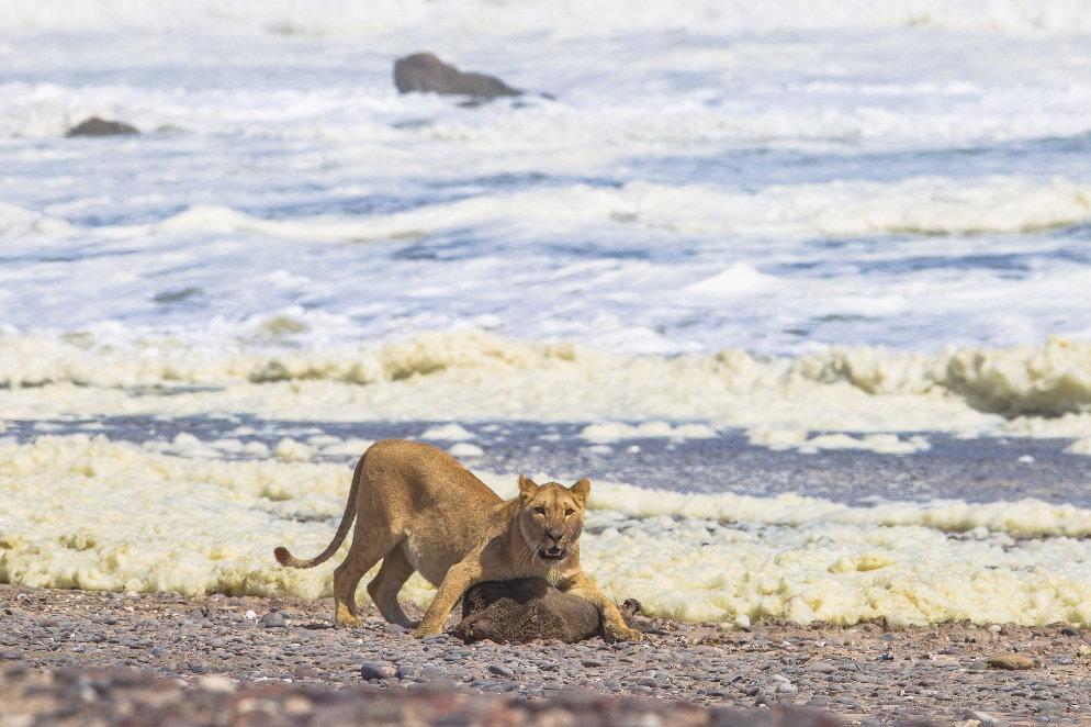 Labour accuses Government of being ‘complicit’ in trophy trade