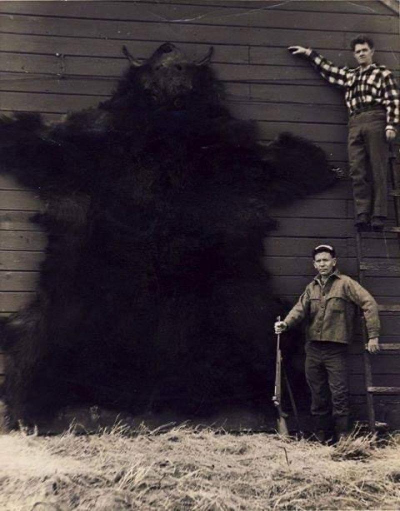 Bill Pinnel and Morris Talifson with a massive brown bear in Alaska.