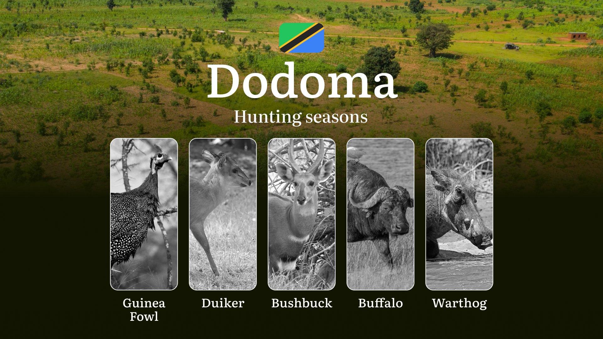 Dodoma: Official Hunting Dates, Regulatory Limits and Seasonal Prohibitions, Licensing Rules, Fines and Legal Penalties for Non-Compliance, Strategic Preparation, Timing, Equipment
