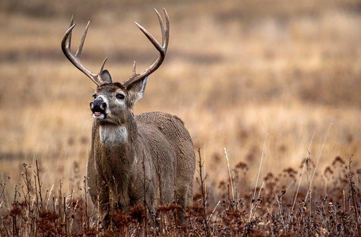 Successful deer hunting season benefits both conservation and families