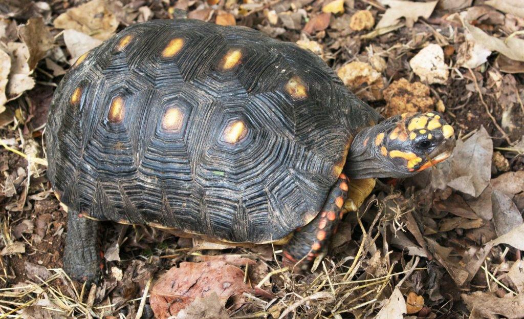 Barbuda is a wildlife paradise