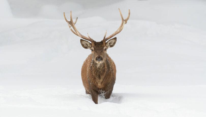 Winter ist zurück: Bitte auf Wildtiere achten!