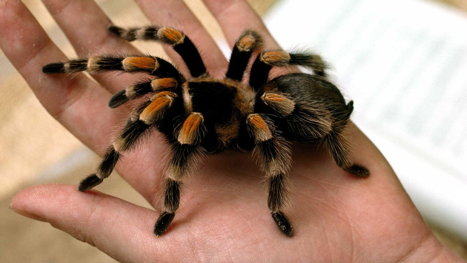 Tarantula edderkopper, eller tarantula edderkopper, er en familie af edderkopper fra infraordenen Mygalomorpha.